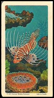 45 Lionfish